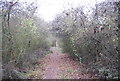 Saxon Shore Way, High Halstow NNR