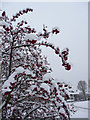 Berry Covered Bush on Green, Prince George Avenue, London N14