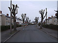 Tree surgery, Limes Avenue, Pinehurst