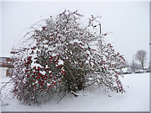 TQ2995 : Berries and Snow, Prince George Avenue, London N14 by Christine Matthews