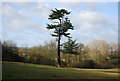 Distinctive tree, West Farleigh