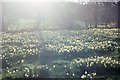 Farndale: wild daffodils