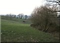 Pasture near Blackborough