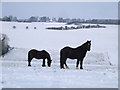 Horses, Warren Farm