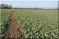 Footpath to Frampton on Severn