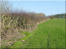 ST8521 : Hedge, St James's Common by Maigheach-gheal