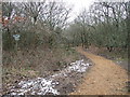 Bridleway In Potterne Park