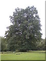 Big oak tree in Hatfield forest