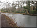 Basingstoke Canal in winter