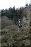 SD6740 : Looking for the old quarry, Longridge Fell by Peter Bond