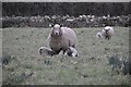 Holcombe Rogus : Sheep in a Field