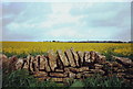 Drystone wall and rape seed near Northleach