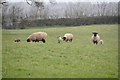 Mid Devon : Sheep Grazing