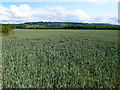 Fields near Buckland Fields