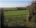 Sheep, Grinacombe