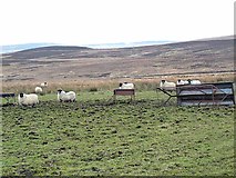 NY8690 : Sheep and feeders on Troughend Common by Oliver Dixon