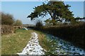 Conifer by bridleway 1868