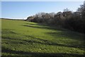 Woodland edge near Bradaford