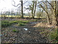 Bridleway junction in Upperbarn Copse