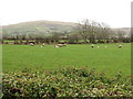 Sheep pastures between Old Road and Hilltown Road