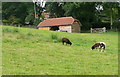 Grazing at Penn