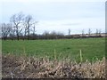 Farmland behind Red Post Services, near Bere Regis, A31