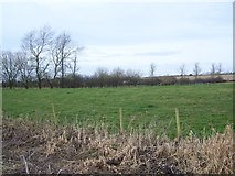 SY8997 : Farmland behind Red Post Services, near Bere Regis, A31 by David Martin