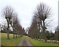 Avenue at the eastern approach to Fredley Manor