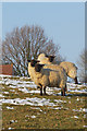 Sheep at Little Harmers Farm