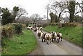 Ewes and their lambs being moved along Ballykeel Road