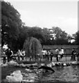 Seal at Chester Zoo