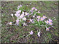 Early spring crocuses in Quarry Park, Shrewsbury