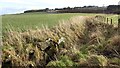 Ditch, Grange of Elcho