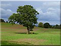 Farmland, Leckby