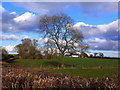 Winter tree from the roadside near Hayes Gate, Crick