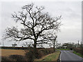 Winter Oak