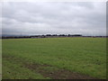 Farmland off Wentworth Road