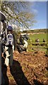 Mid Devon : footpath and stile