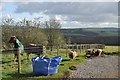 Mid Devon : Great Landside - Horses & Sheep