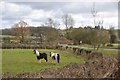 Mid Devon : Horses in a Field