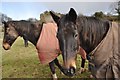 Mid Devon : Horses in a Field