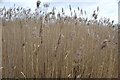 Reeds on derelict ground