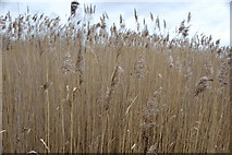 SK4481 : Reeds on derelict ground by John Jennings