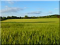 Farmland, Princes Risborough