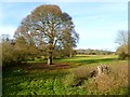 Pasture, Great Missenden