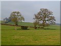 SP9603 : Pasture, Chesham by Andrew Smith
