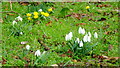 Snowdrops and Aconites