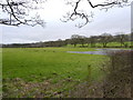 Marshy grazing land near Meadows Farm