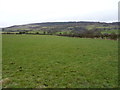 Pasture land near Greenlane