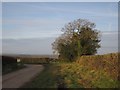 Trees by the lane near Honeychurch